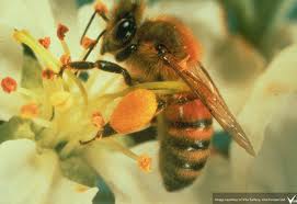 honeybee pollen