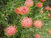 protea pincushion