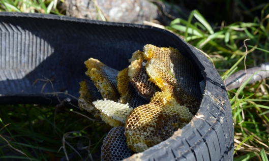 These wild bees had made their home in a Tyre which has being lying underneath a pile of wood. All that was left was this empty comb.  They even took the broodcomb