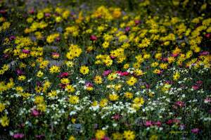 Spring in Namaqualand